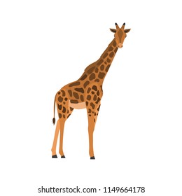 Giraffe color vector icon. Flat design