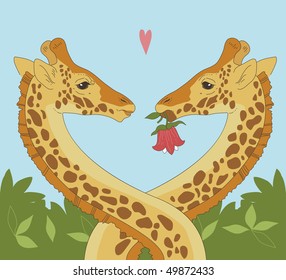 Giraffe couple - two giraffe in love