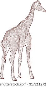 giraffe cub