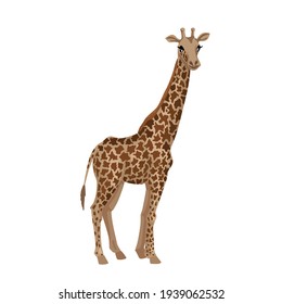 Giraffe, cub baby animal. Little giraffe with a long neck, tall African beast, vector character on a white background, cartoon cute illustration.