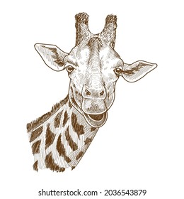 giraffe detailled illustration hand drawing