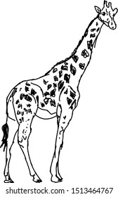 Giraffenzeichnung, Illustration, Vektorgrafik auf weißem Hintergrund.