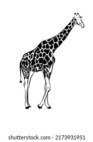 giraffe drawing sketch transparent vector illustration