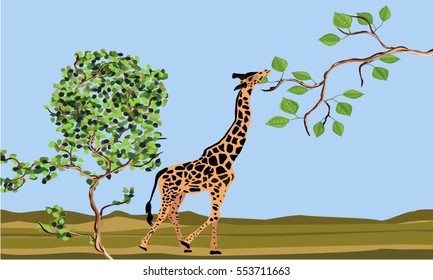 Giraffe eating leaves on tree branch