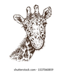 Giraffe face portrait, hand drawn gravure style, vector sketch illustration, element for design