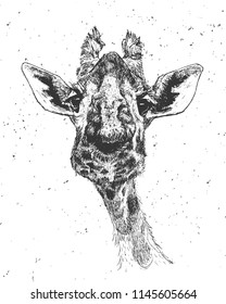 Giraffe face, vector illustration