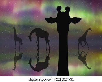 Giraffe Family. Funny Animal Head Silhouette. Colorful Polar Lights