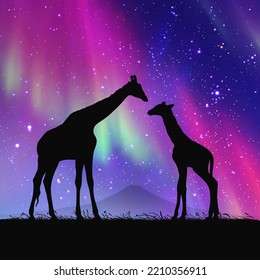 Giraffe family in savannah. Animal silhouette. Purple aurora borealis