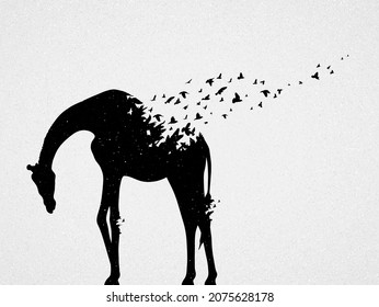 Giraffe and flying birds. Endangered animal. Black white silhouette