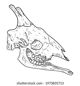 Giraffe fossilized skull hand drawn sketch image. Giraffa bones fossil illustration drawing. Vector outline silhouette