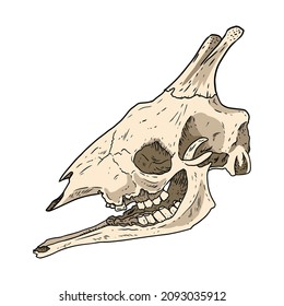 Giraffe fossilized skull hand drawn sketch image. Giraffa bones fossil illustration drawing. Vector outline silhouette