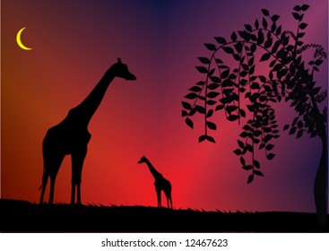 giraffe front of beautiful sky