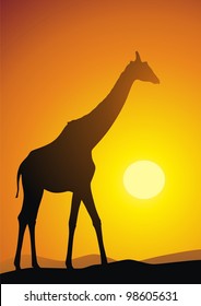 The giraffe goes on sand against a sunset