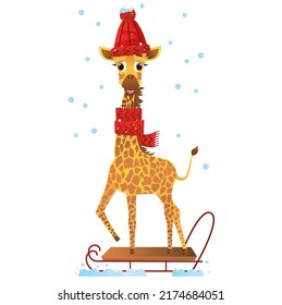 Giraffe going for a sliegh ride. Winter activities. Vector illustration on white isolated background.