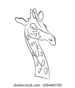 giraffe graphic lines, vector, white background