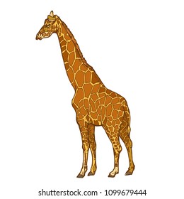 Giraffe hand drawn stock vector illustration isolated on white background