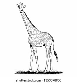 
Giraffe hand drawn vector illustration. Wild animal