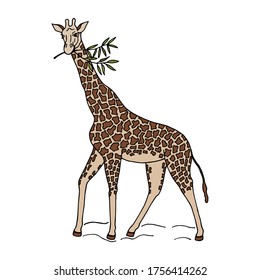 Giraffe. dibujado a mano sobre un fondo blanco, ilustración de material vectorial eps10. 