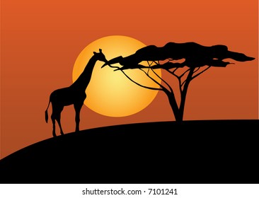 Giraffe having dinner in the sunset