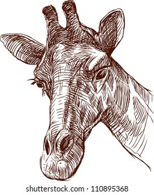 giraffe head