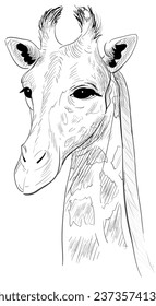 Giraffe head animal sketch illustration on white background isolated. Vector cartoon