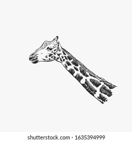 Giraffenkopf einzeln auf Vektorgrafik, handgezeichnet