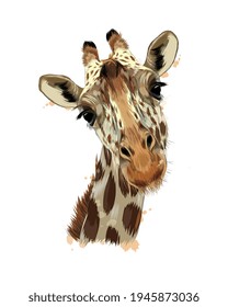 Giraffe head portrait from a splash of watercolor, colored drawing, realistic. Vector illustration of paints