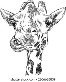 Giraffe head sketch drawing. Line art isolated vector illustration of a funny wild animal.