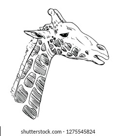 Giraffe Head Sketch Drawing - Vector Illustration