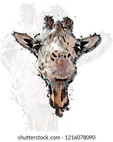 Giraffe head sketch realistic isolated hand-drawn vector illustration with big transparent giraffe background