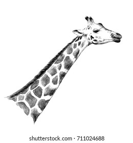 giraffe head sketch vector graphics monochrome illustration black and white