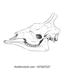 Giraffe head skull black sketch, isolated on white background. Vector