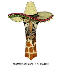 Giraffe head. Sombrero mexican hat. Portrait of wild animal.