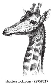 Giraffe Head / Vintage Illustration From Meyers Konversations-Lexikon 1897