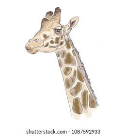 giraffe head, watercolor wildlife illustration