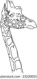 Giraffe head wild animal with spots exotic doodle linear cartoon coloring book