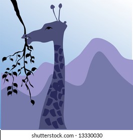 giraffe heading to eat leaf	
