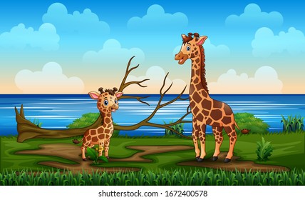  A giraffe with her cub enjoy in a riverbank