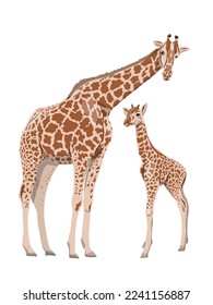 Giraffe and her cub. Wild animals of Africa. Realistic vector animal