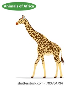 Giraffe, an icon of a giraffe, animals of Africa. Flat design, vector illustration, vector.