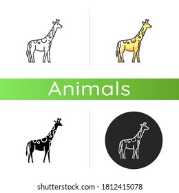 Giraffe icon. Linear black and RGB color styles. Exotic animal with long neck, african herbivore wildlife. African savanna, tropical zoo. Tall camelopard isolated isolated vector illustrations