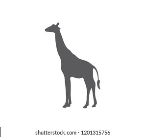 Giraffe icon. Simple vector giraffe illustration. 