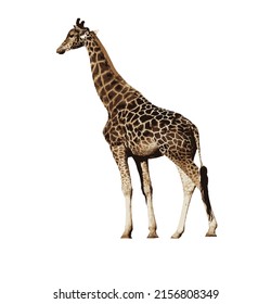 Giraffe icon. Vector illustration epc10