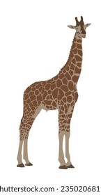 Giraffe illustration standing against white background.