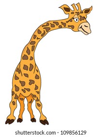 Giraffe isolated on white