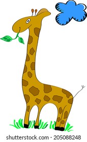giraffe isolated on white 
