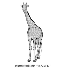giraffe isolated on the white