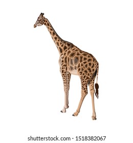 Giraffe isolated on white background. African animal, wildlife. Vector illustration