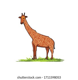 Giraffe isolated on white background. Vector illustration