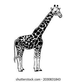 Giraffe isolated on white background. Sketch graphic animal long neck savanna in engraving style. Design retro black and white drawing. Vector illustration.